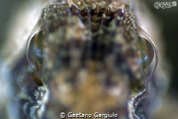 The domes... taken with a reversed lens, 5 times life siz... by Gaetano Gargiulo 